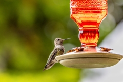 Anna's hummingbird