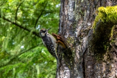 Downy woodpecker