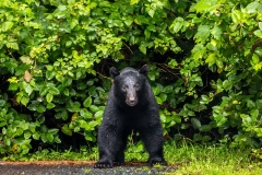 Black bear
