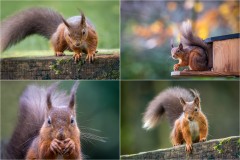 Red squirrel