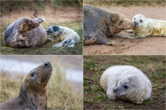 Donna Nook. Grey seals