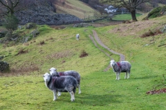 Little Langdale