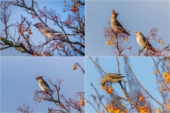 Waxwings