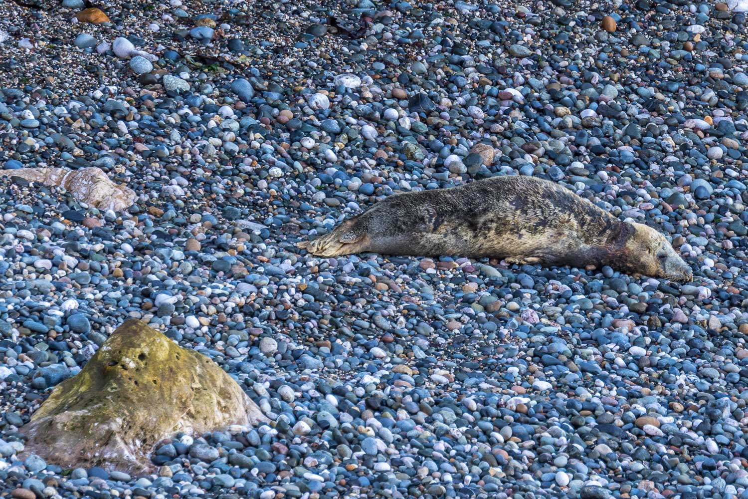 Little Orme, Angle Bay,, seal