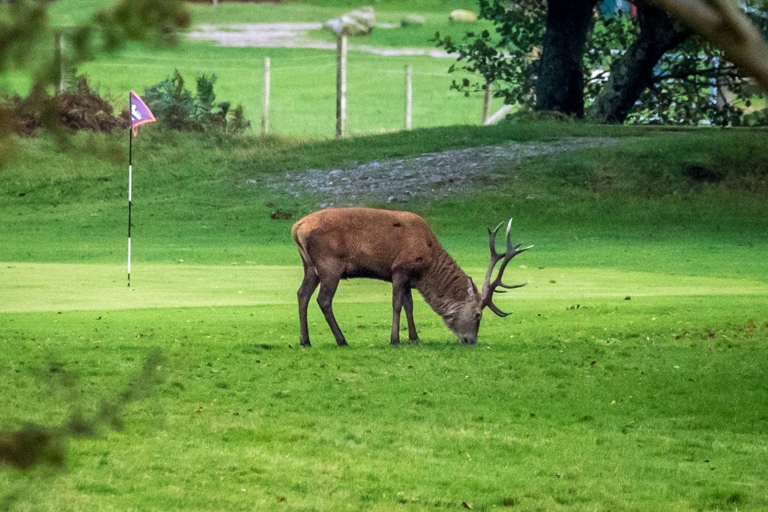 Red deer, Lochranza golf course