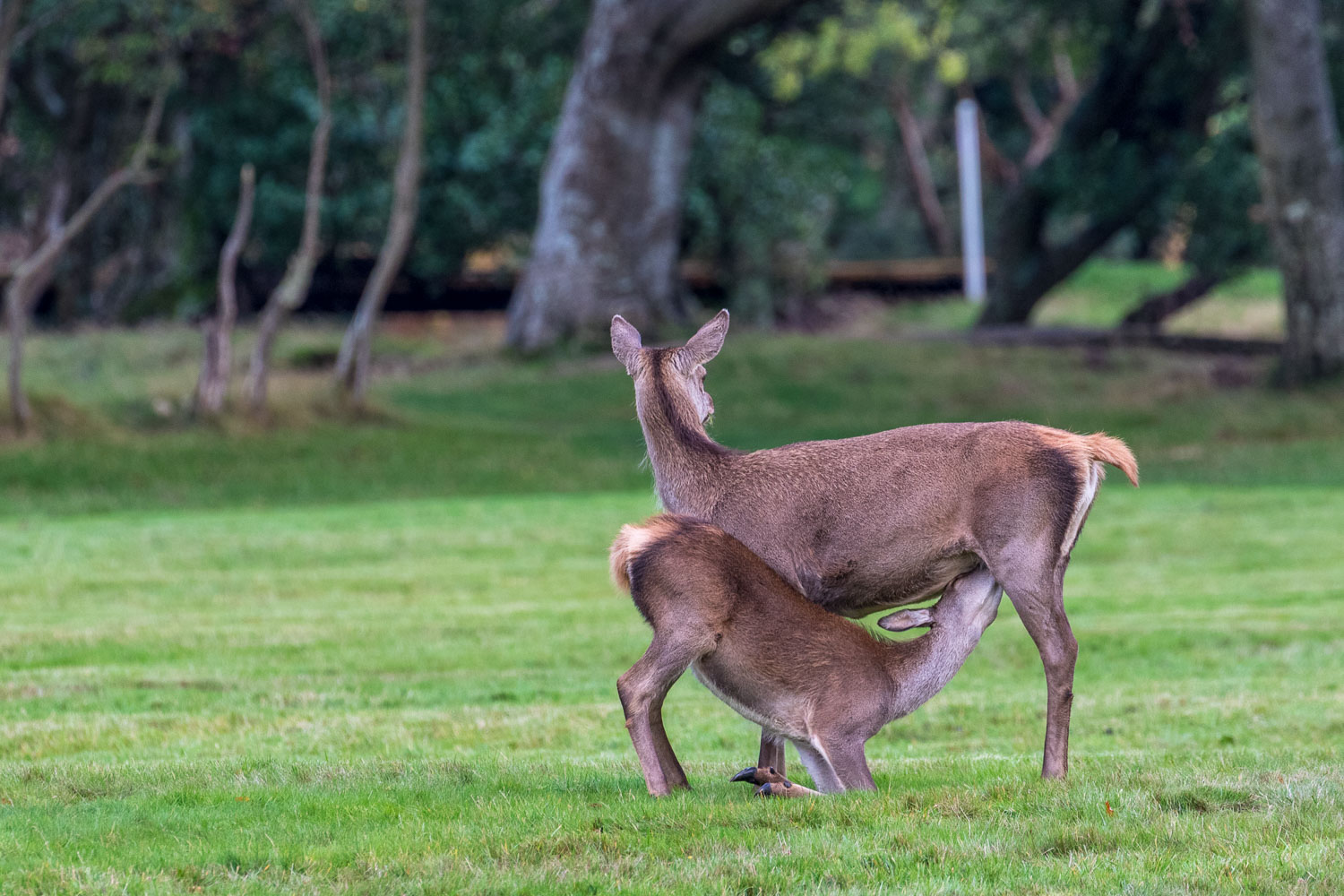 Red deer, Lochranza golf course