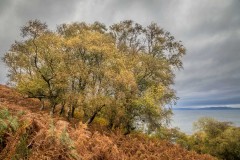 Fairy Dell, Lochranza