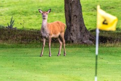 Red deer, Lochranza golf course