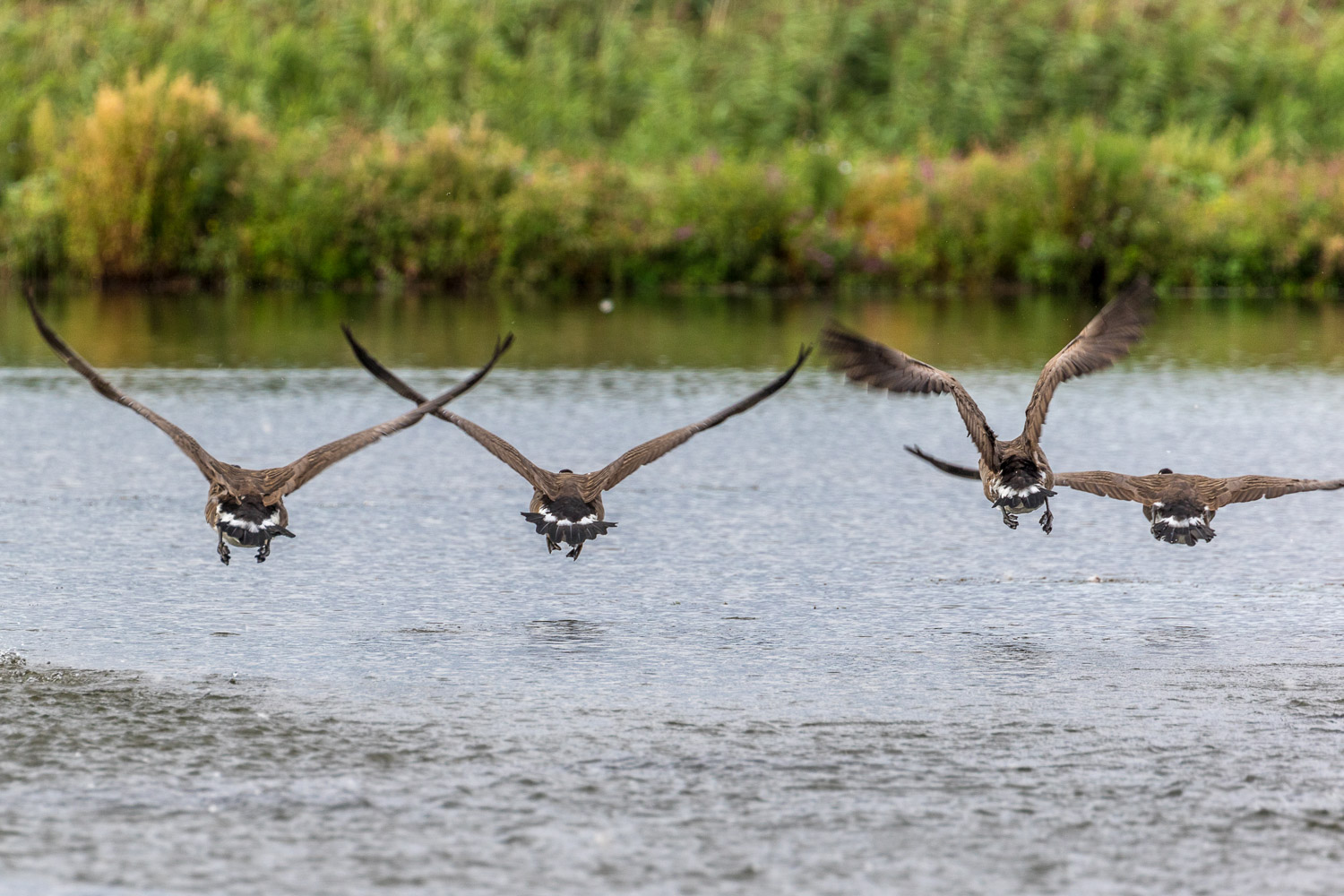 London Wetlands canada geese