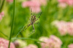 wasp spider