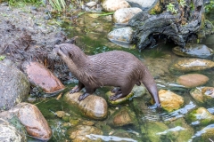London Wetlands otter