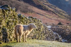 Herdwick sheep