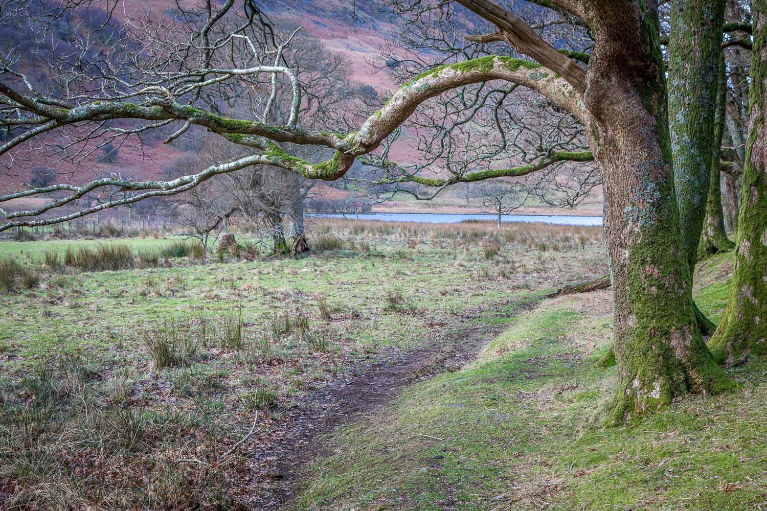 Nether How, Crummock Water