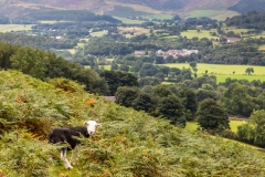 Lorton walk, herdwick