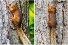 Red squirrel Lake District