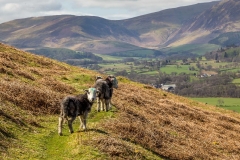 Lorton Vale