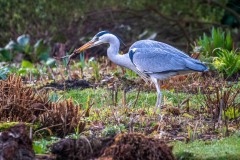 Heron