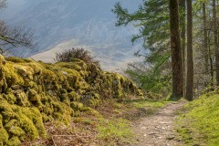 Lanthwaite Wood