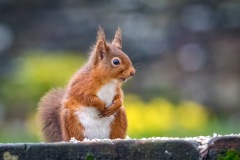 Red squirrel