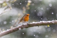 Robin