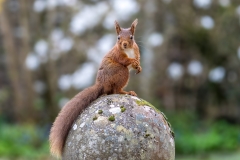 Red squirrel