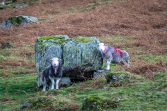 Lorton Vale herdwick