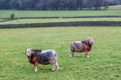 Herdwick rams