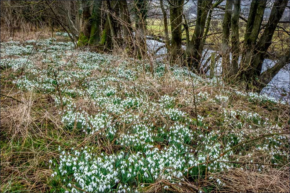 Snowdrops on the bank of the Cocker