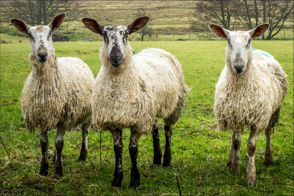 sheep in Lorton Vale