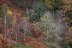 Loughrigg-Fell-4-42