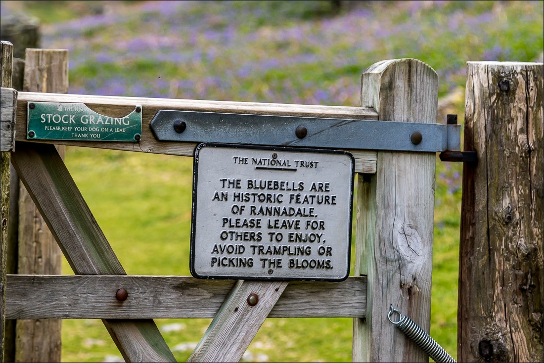 Rannerdale bluebells