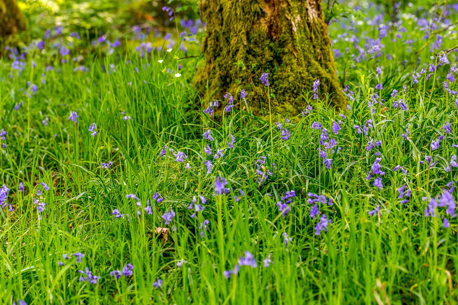 Loweswater bluebells