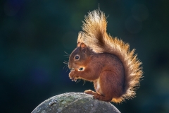 Red squirrel Lake District