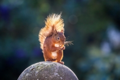 Red squirrel Lake District