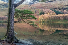 Buttermere, Burtness Wood