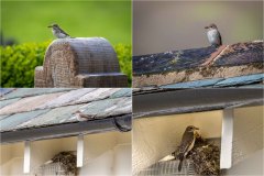 Spotted flycatcher