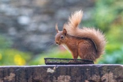 Red squirrel