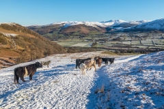Low Fell
