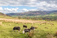 Lorton Vale