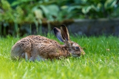 hare