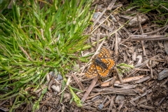 Marsh fritillary