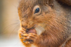 Red squirrel
