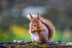 Red squirrel