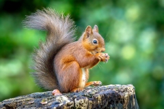 Red squirrel