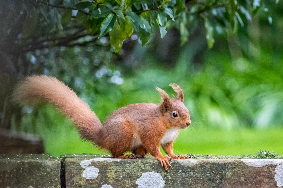 Red squirrel  lake district