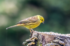 yellowhammer lake district