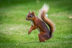 Red squirrel  Lake District