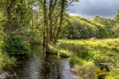 Maggie's Bridge