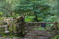 Loweswater walk, Holme Wood