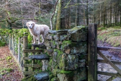 Loweswater walk